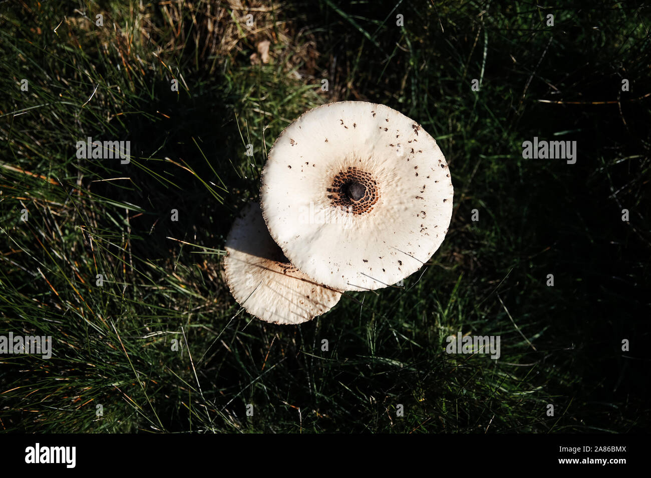Coulemelle Pilz, Frankreich Stockfoto