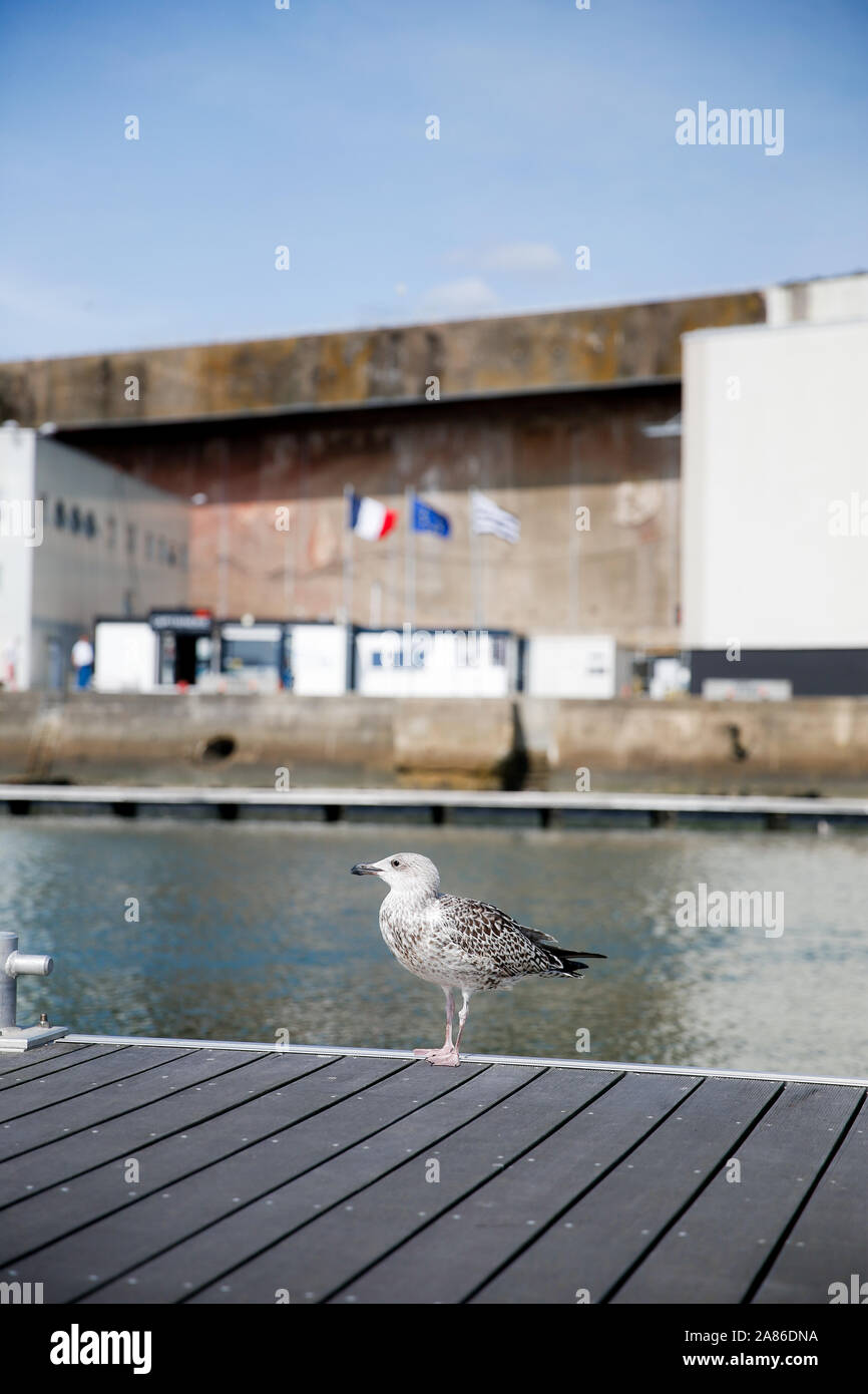 Mouette dans le Port de Lorient La Base, Frankreich Stockfoto