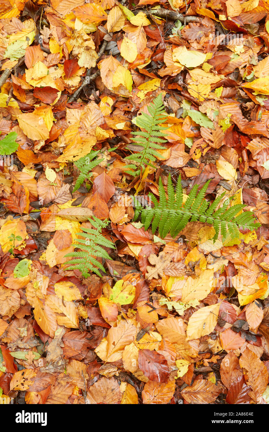 Farne in Surrey, Wald im Herbst, England, Vereinigtes Königreich, Europa Stockfoto