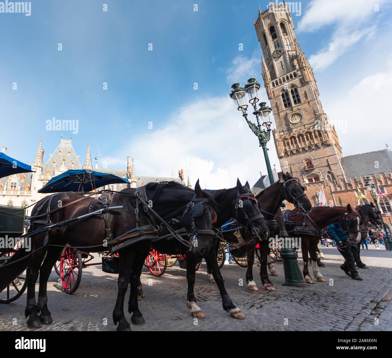 Dunkle Pferde sind in den Warenkorb vor dem Hintergrund der Belfort Tower in Brügge, Belgien genutzt Stockfoto