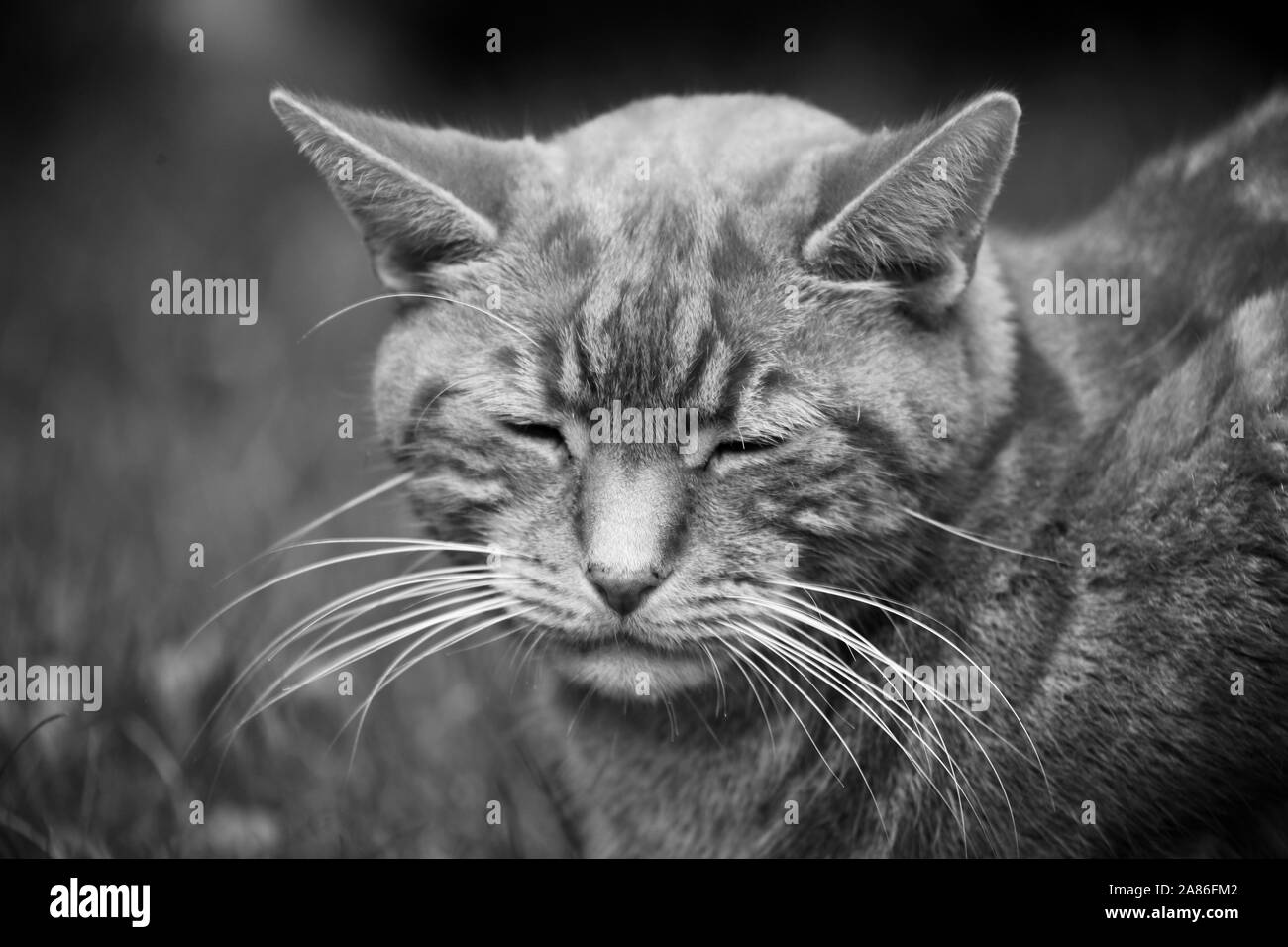 Ein Mädchen und ihre Katze Stockfoto