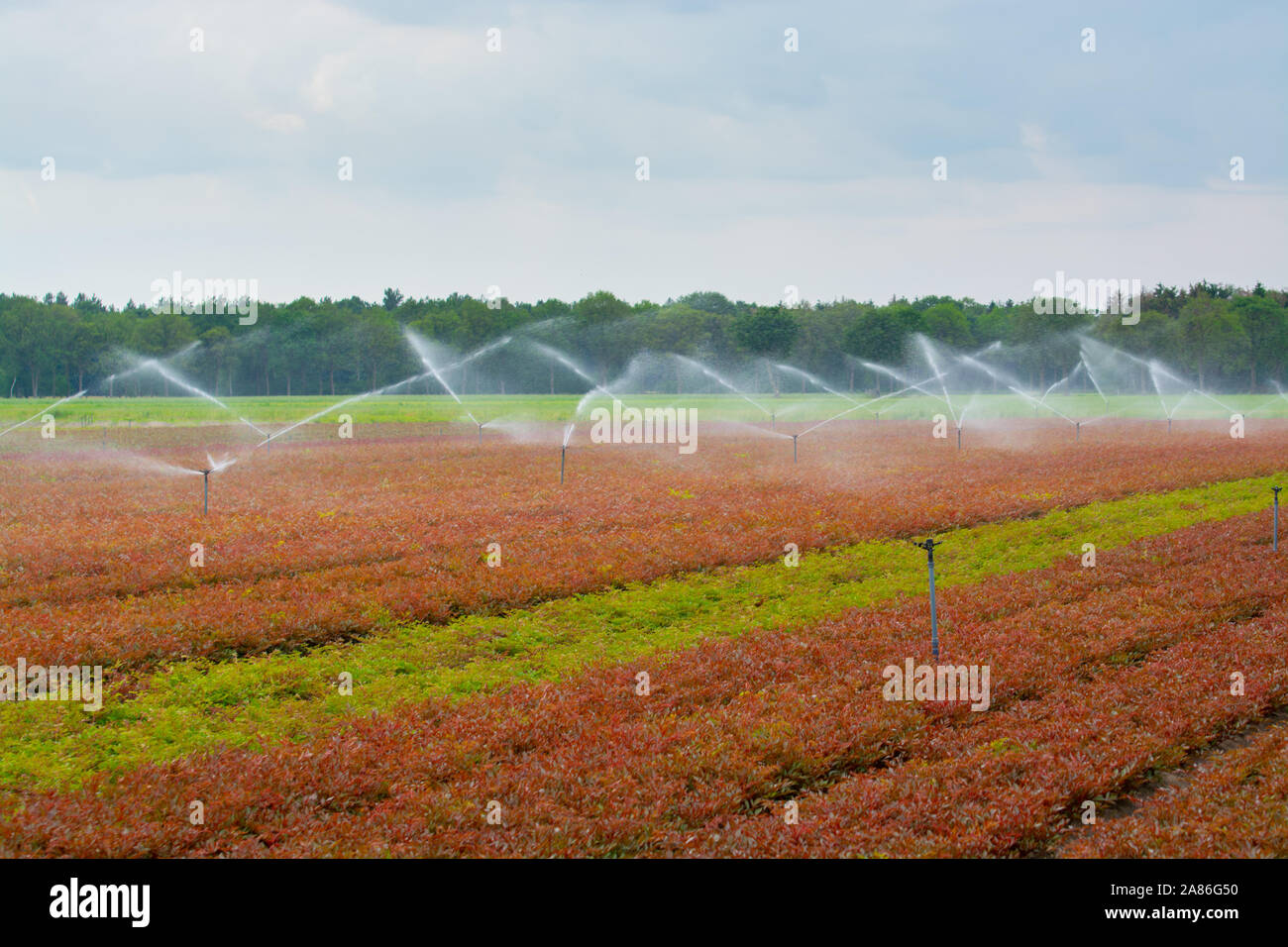 Feld Bewässerungsanlage Sprinkler mit Wasser Arbeiten am Bauernhof Feld Stockfoto