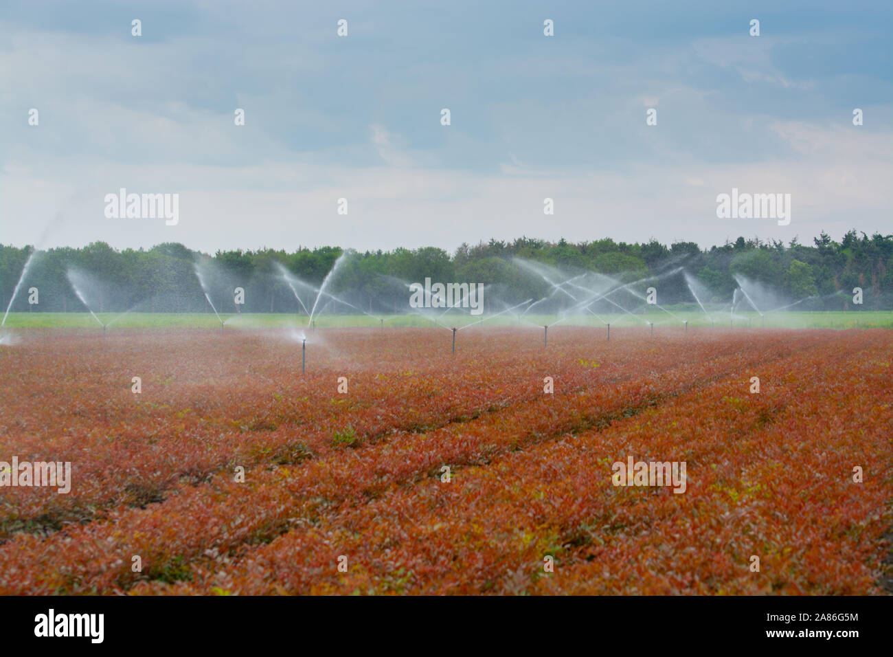 Feld Bewässerungsanlage Sprinkler mit Wasser Arbeiten am Bauernhof Feld Stockfoto