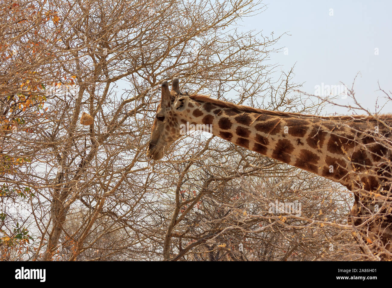 Giraffe im Etosha Nationalpark schlemmen auf einem Baum - Namibia, Afrika Stockfoto