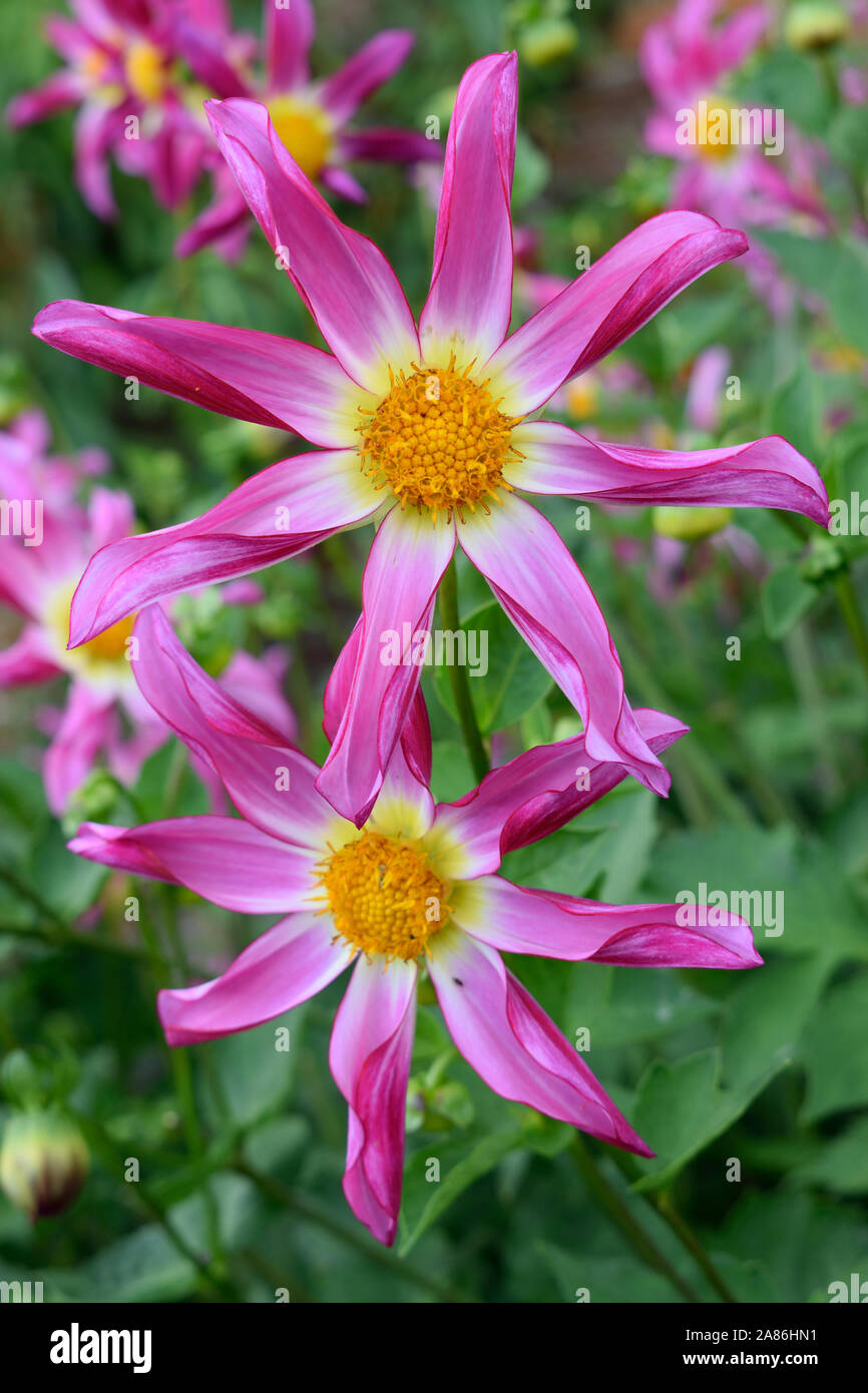 Dahlie. Rosa Honka. Schließen Sie zwei Blüten mit Spikey rosa Blüten mit gelbem Zentrum. Stockfoto Dahlie. Rosa Honka. Schließen Sie zwei Blüten mit Spikey rosa Blüten mit gelbem Zentrum. Stockfoto