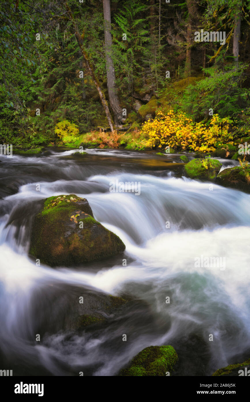 Im Herbst fließen der wilden und malerischen Oberen Clackamas Fluß rauscht durch die Oregon Mount Hood National Forest. Stockfoto