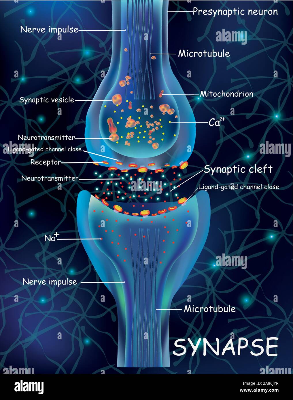 Anatomie synapse Zellen. Übertragung der Impulse in einem lebenden Organismus. Signalisierung im Gehirn. Synapse Verbindungen im Gehirn form Gedanken Stock Vektor