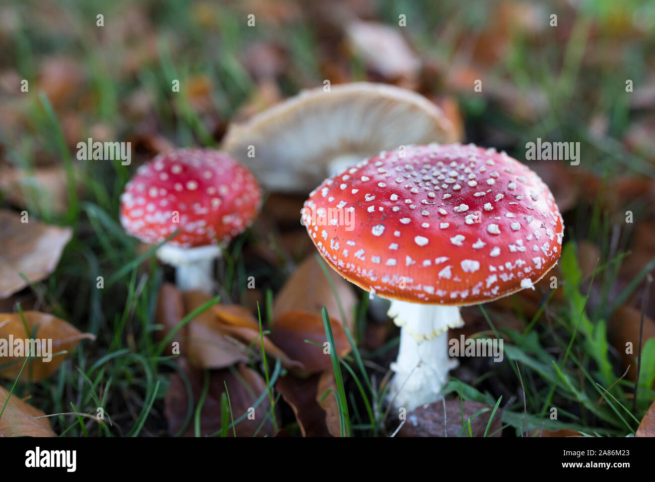 Rote und weiße Fly agaric Pilze im Freien in Europa Stockfoto