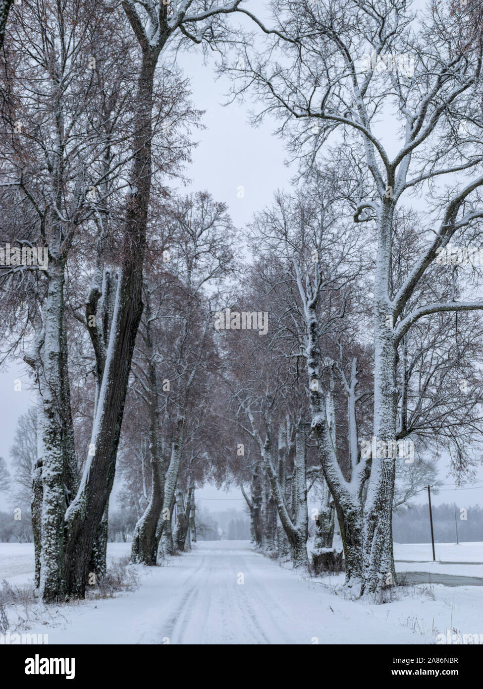 Einen schönen winter bild mit einem schneebedeckten Gasse Stockfoto