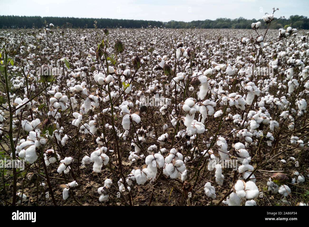 Baumwolle Feld in Foley, Alabama. Stockfoto