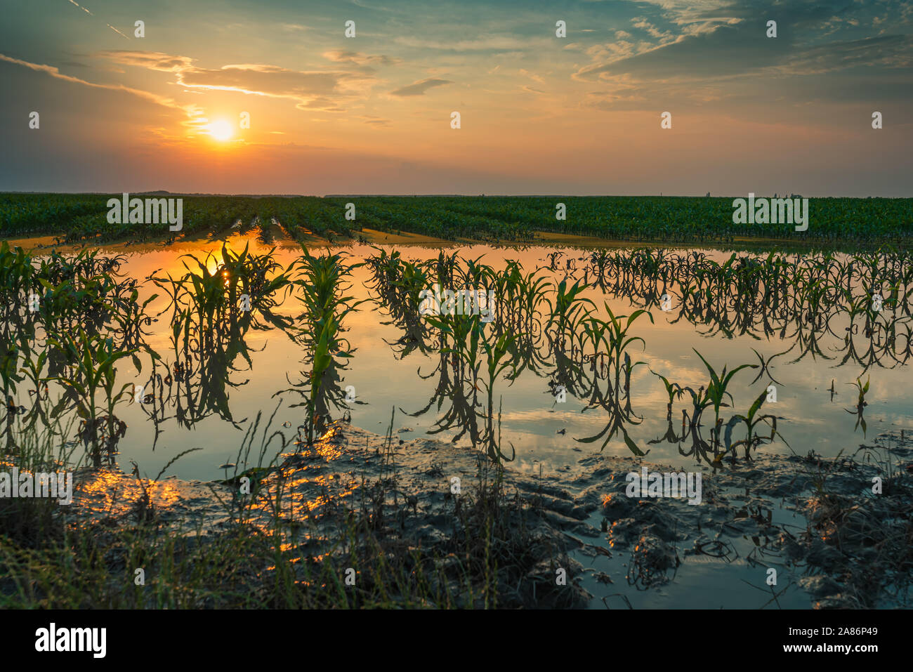 Überflutet junge maisfeld Plantage mit beschädigten Kulturen im Sonnenuntergang nach schweren Regenzeit, dass der Ertrag von Kulturpflanzen auswirken wird Stockfoto