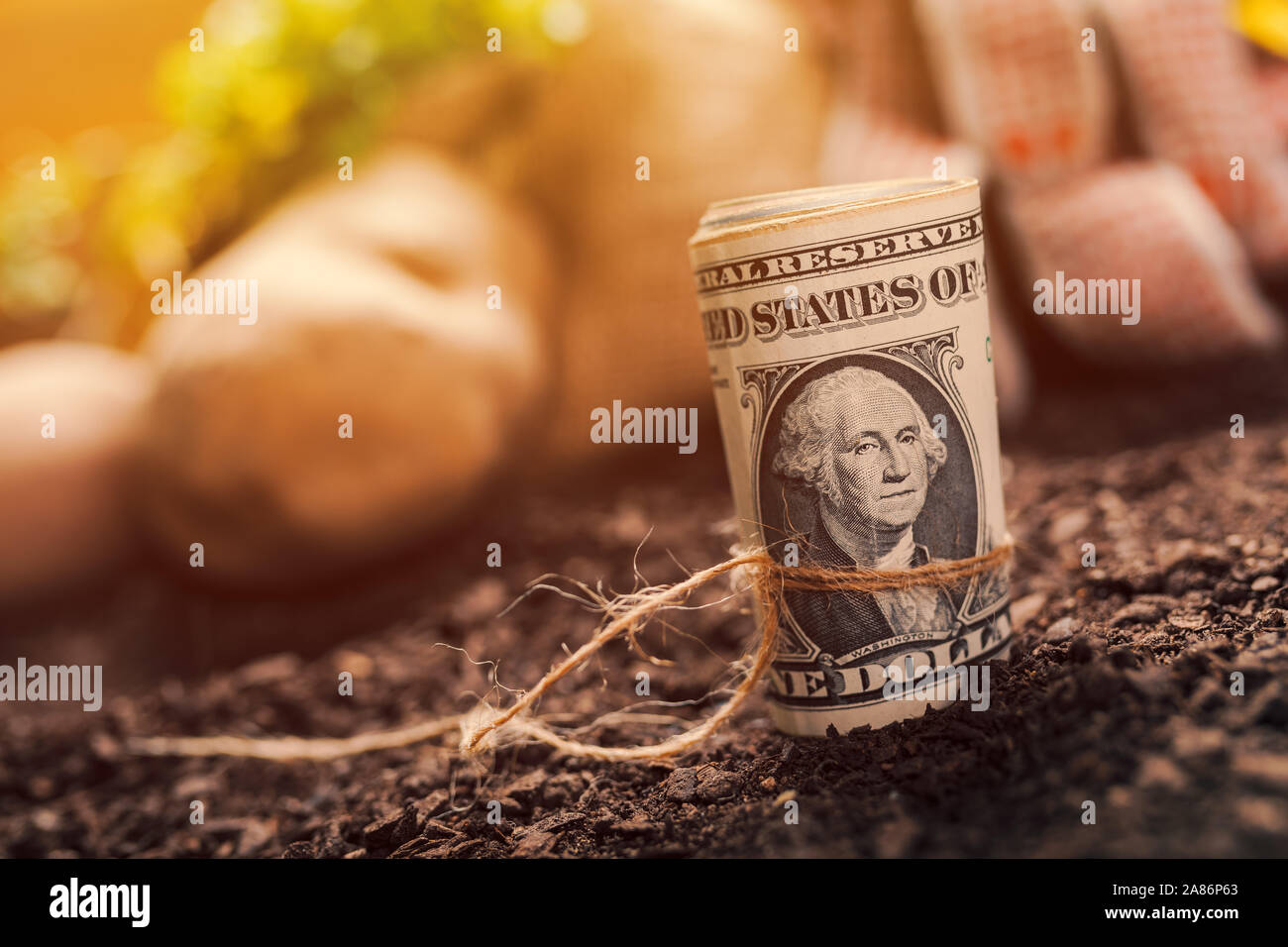 Gewinne aus biologischem Anbau der Kartoffel und Petersilie, Rolle von US-Dollar Banknoten auf gartenboden mit Kartoffel knolle und Petersilie Wurzel im Hintergrund Stockfoto