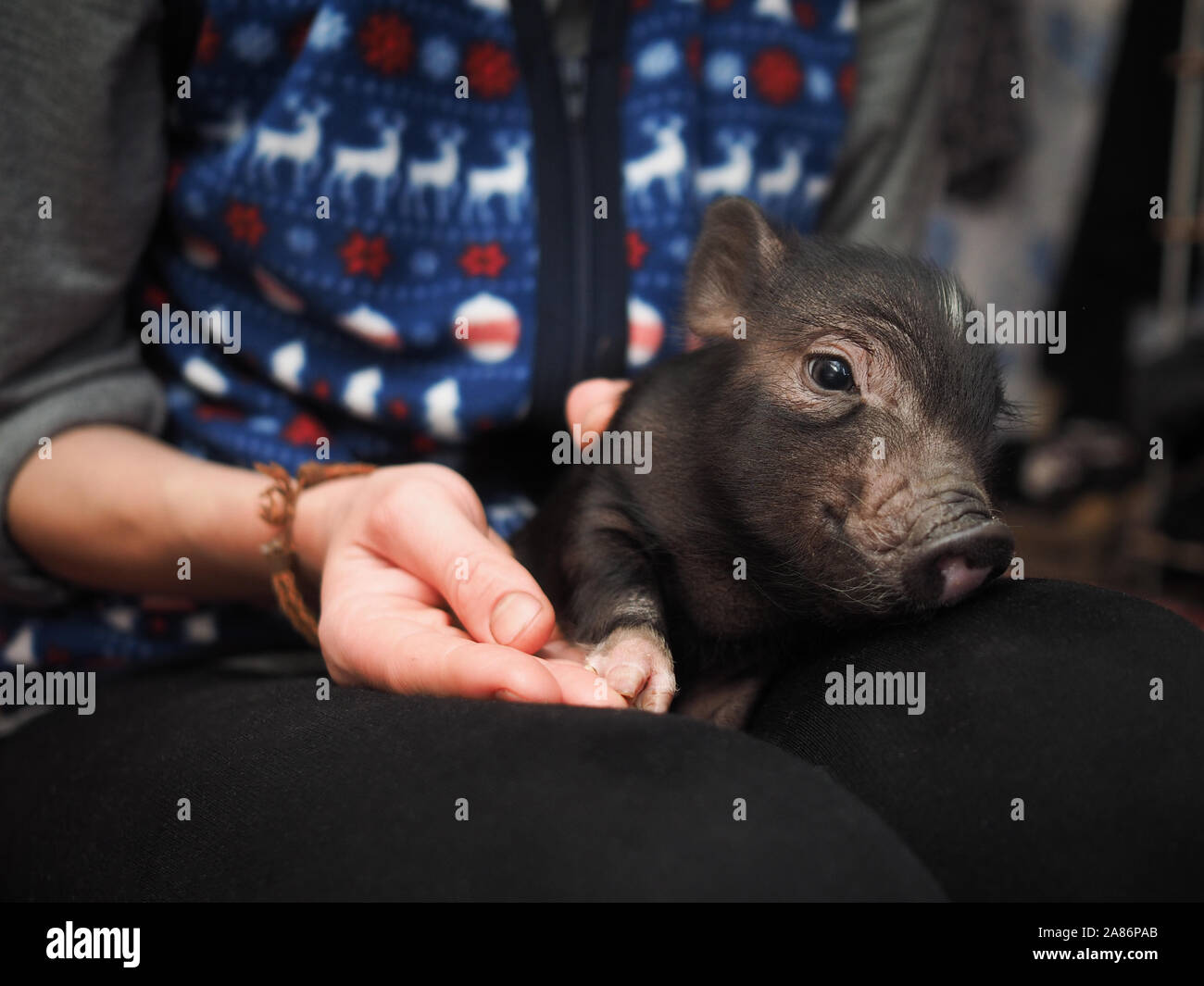 Mini Schwein ist ein Haustier. Kleines Schwein schlafend in den Armen der  Herrin im Haus Stockfotografie - Alamy