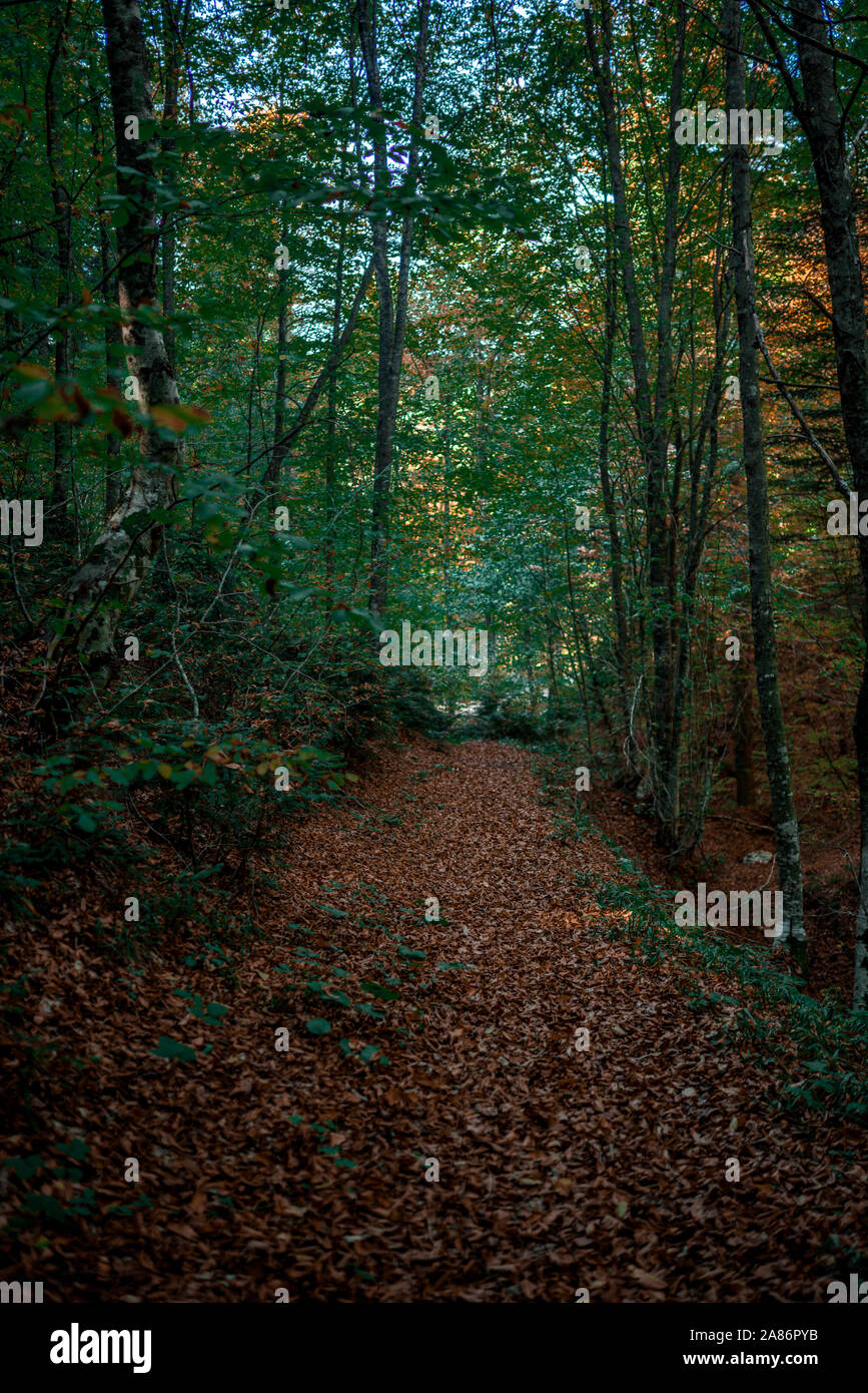 Orange und grüne Blätter fallen im Wald im Herbst Stockfoto