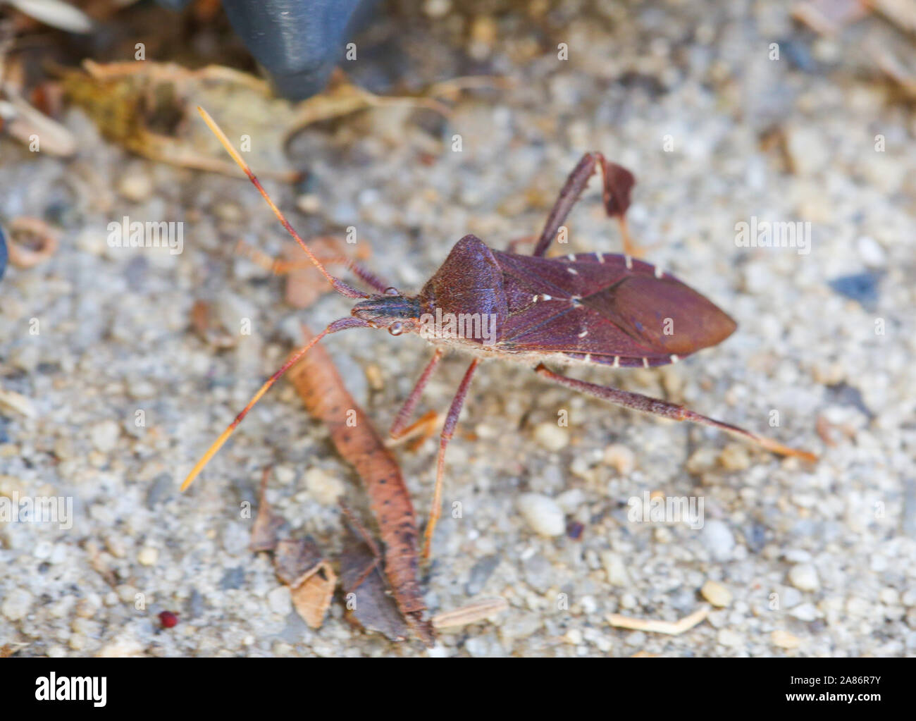 Western Nadelbaum Same Bug (Leptoglossus occidentalis) im Hinterhof - Bild Stockfoto