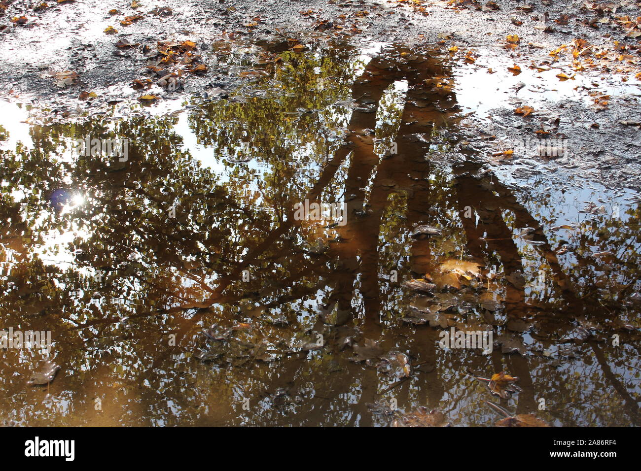 Baum spiegelt in einer Pfütze von Wasser mit Herbst Ahorn Blätter Stockfoto