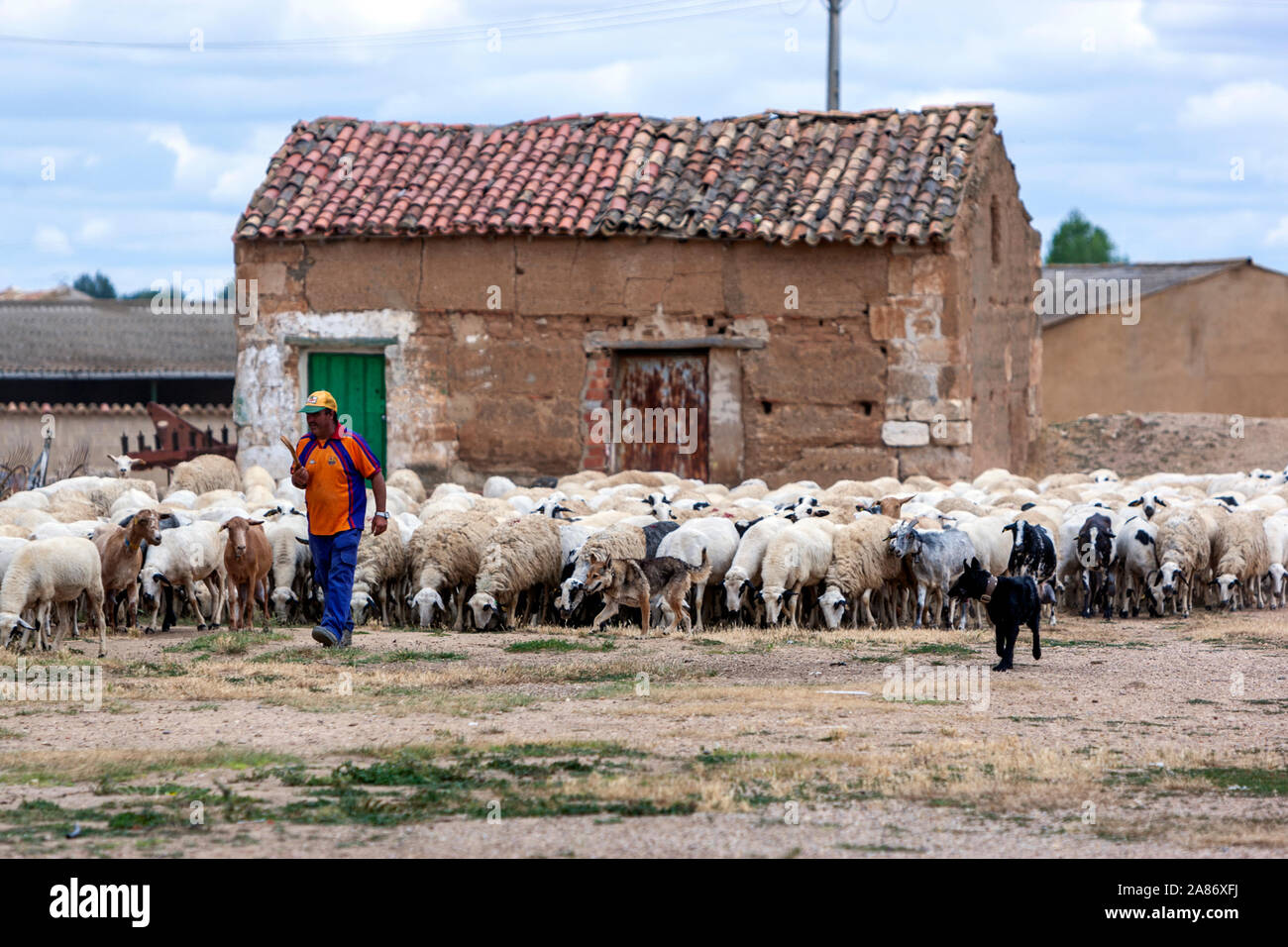 Herde von Schafen, mit Hund und Esel, und sein Hirte in San Juan de Baños, Provinz Palencia, Kastilien, Spanien Stockfoto