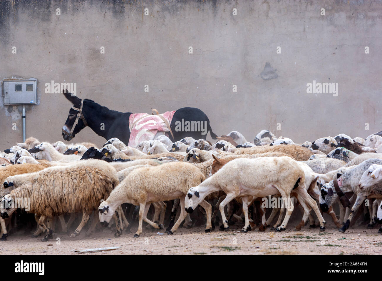 Herde von Schafen, mit Hund und Esel, und sein Hirte in San Juan de Baños,  Provinz Palencia, Kastilien, Spanien Stockfotografie - Alamy