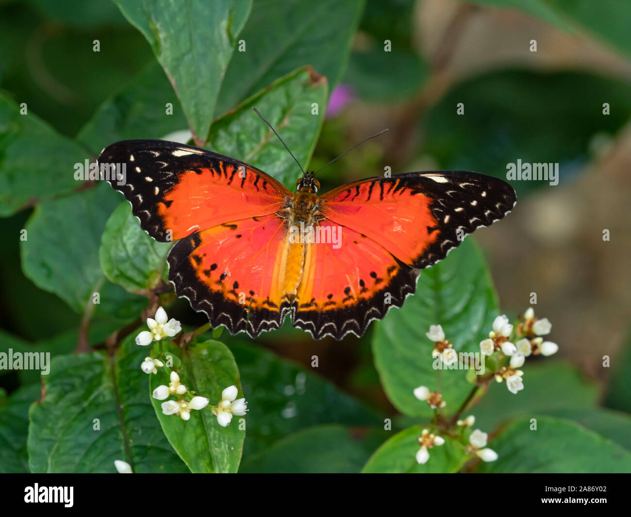 In der Nähe von orange und schwarz Schmetterling mit Flügel öffnen Stockfoto