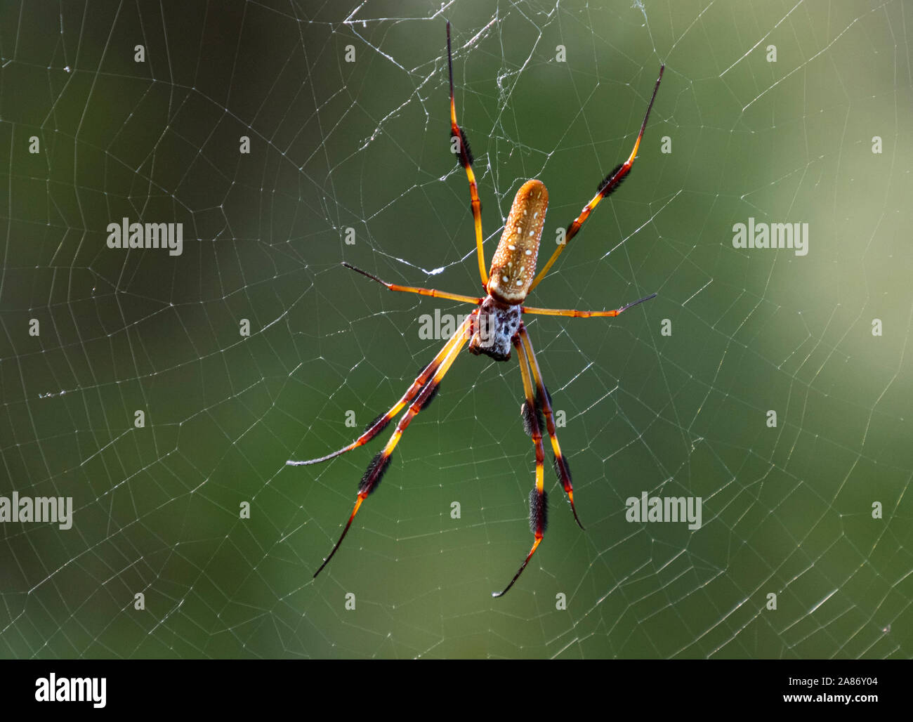 Banane nephila clavipes Spider, auf dem Web Stockfoto