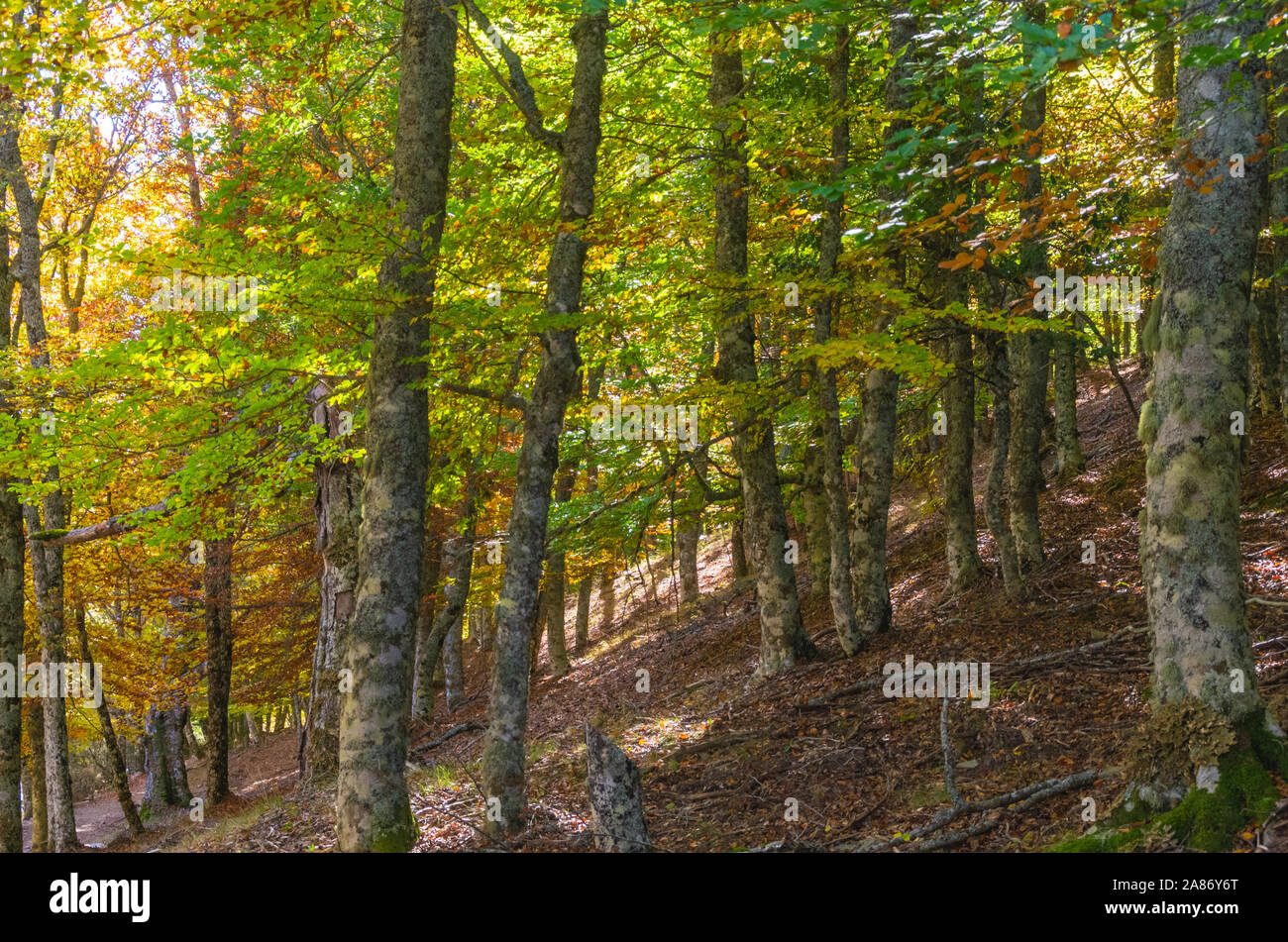 Buche Wald Anfang zu Gelb zu Beginn des Herbstes in der hayedo de Montejo Stockfoto