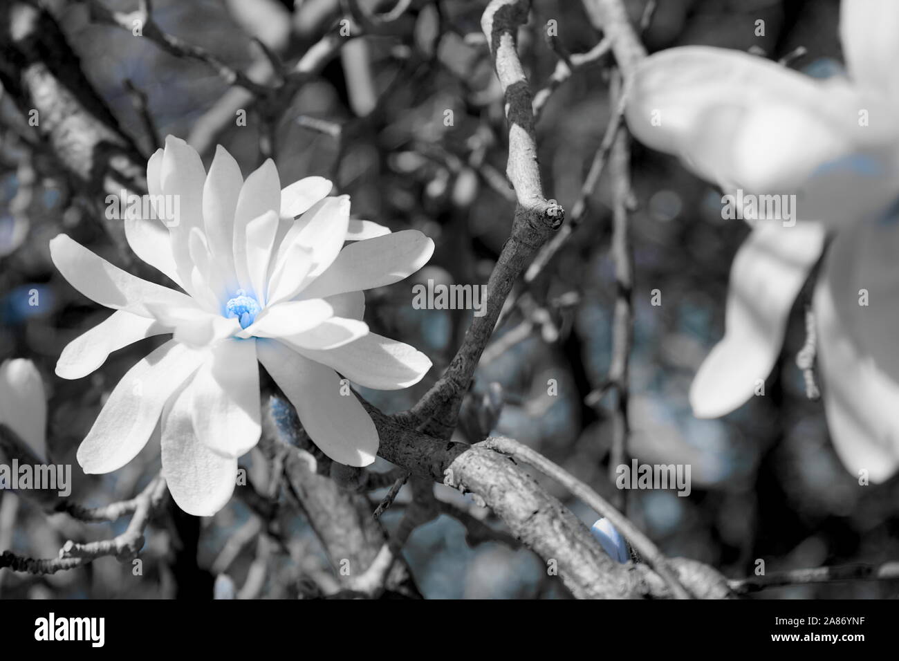 Weiße Blume mit einem blauen Zentrum zwischen den Zweigen an einem sonnigen Tag. Stockfoto