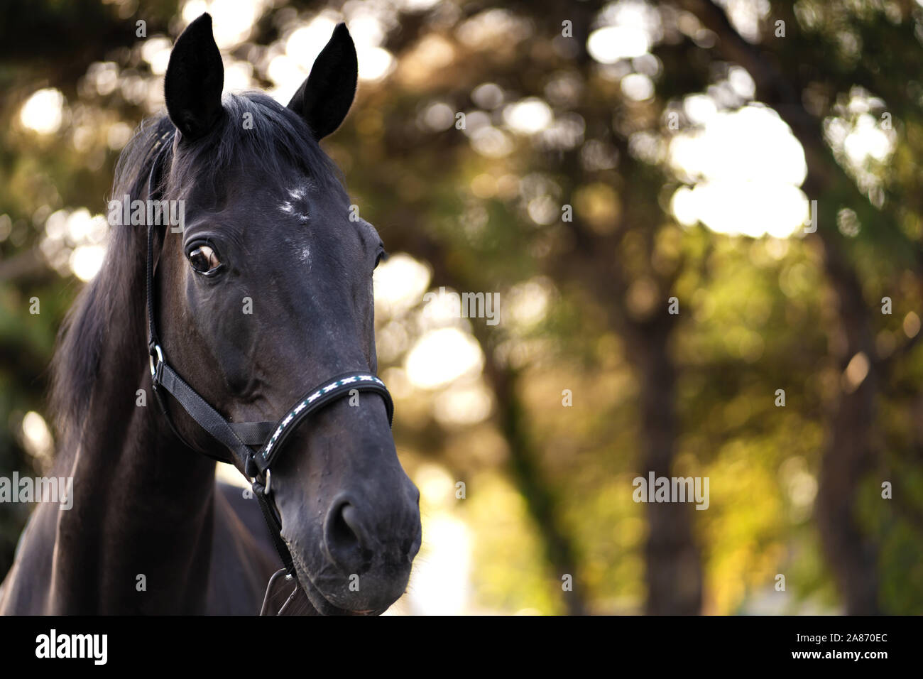 Porträt einer schönen gepflegten Dark Horse auf dem Feld. Stockfoto