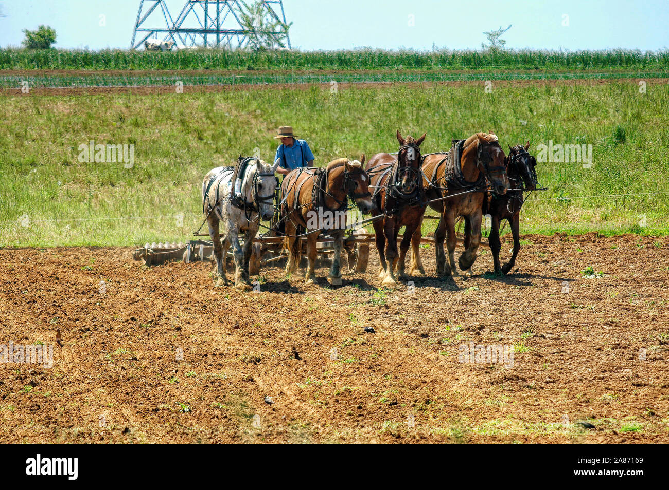 Lancaster, Pennsylvania, Mai 2010 - Amish Boy pflügt das Feld mit 5 Pferde ziehen Pflug drehen über Felder bereit für die Bepflanzung zu erhalten Stockfoto