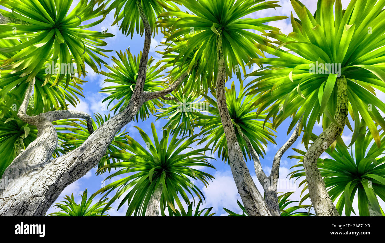 Kohl Palm Tree (Sabal Palmetto) Vordach Stockfoto