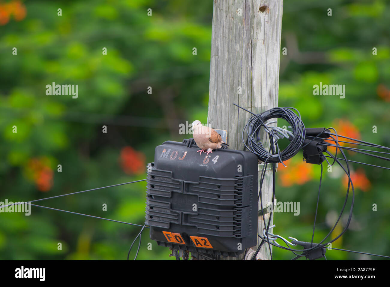 Süße kleine Vogel, stehend auf einem Utility Pole, mit Power Linien und einem hölzernen Pfosten, in der Stadt nebeneinander. Stockfoto