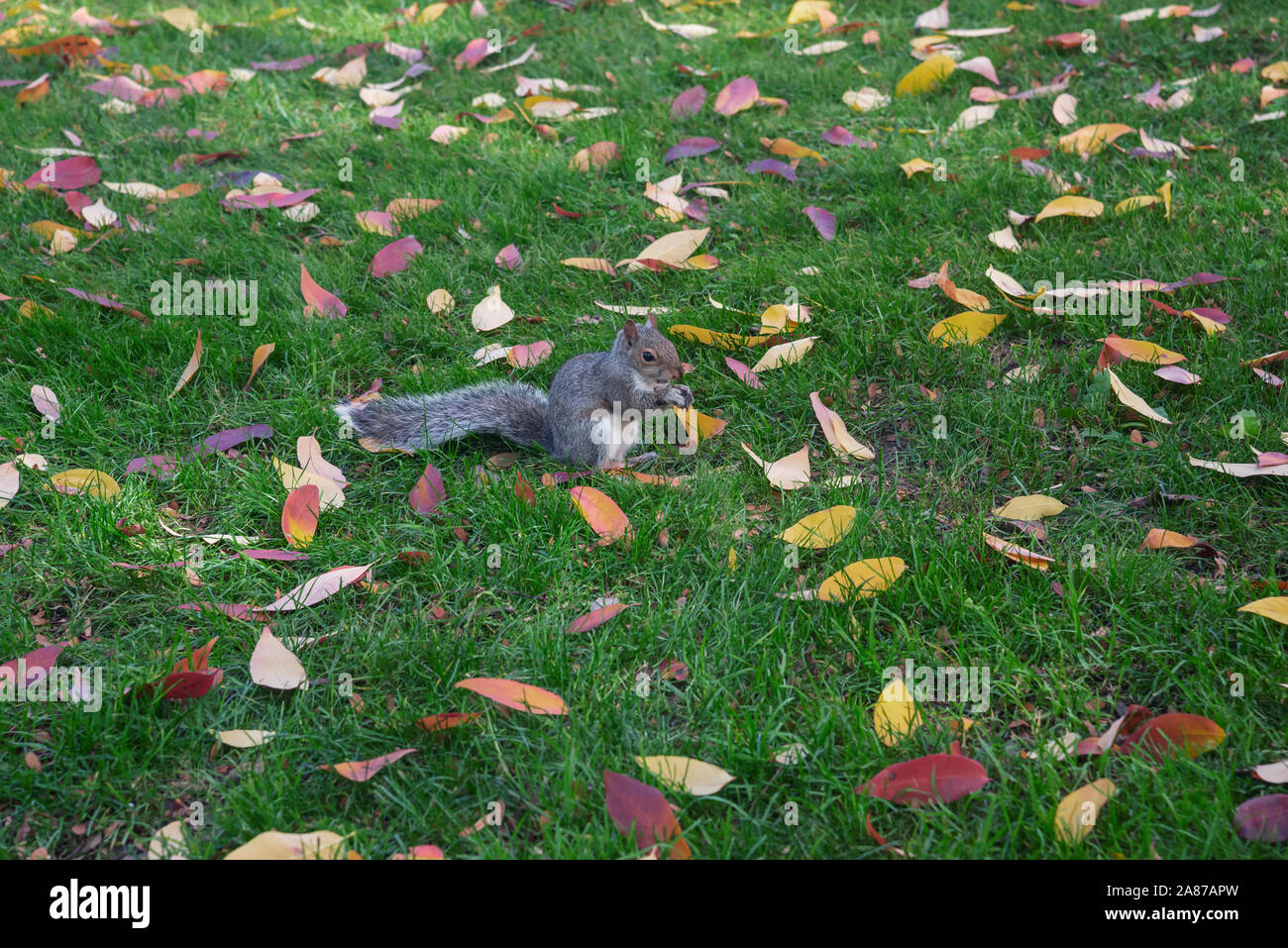 Eichhörnchen unter Herbstlaub, Campus der Universität von Pennsylvania, Philadelphia, Pennsylvania, USA Stockfoto