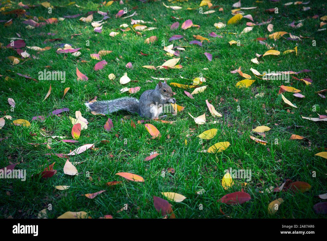 Eichhörnchen unter Herbstlaub, Campus der Universität von Pennsylvania, Philadelphia, Pennsylvania, USA Stockfoto