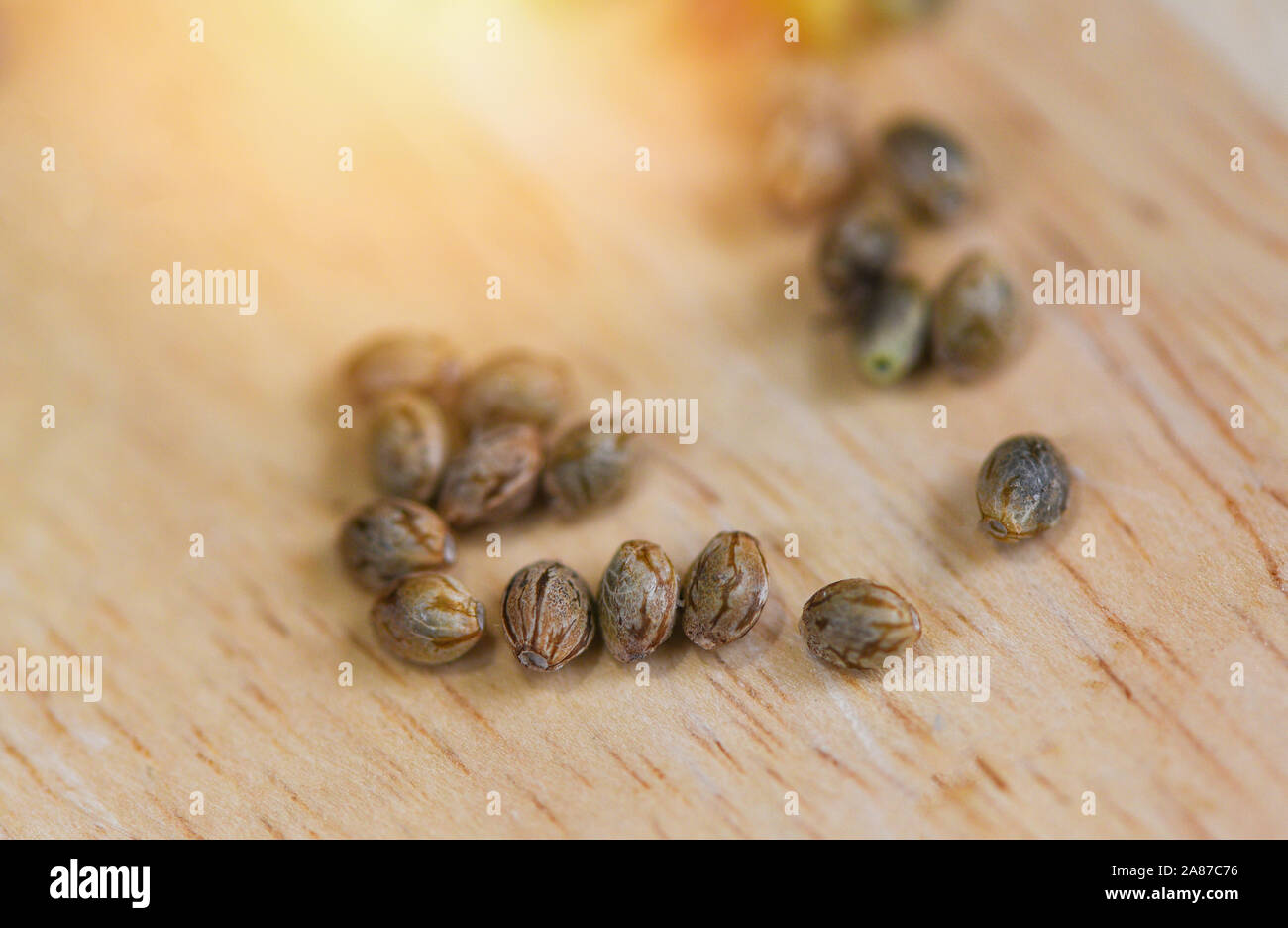 Nahaufnahme von Marihuana samen oder Hanf Cannabis Samen auf Holz- Hintergrund, selektiver Fokus Stockfoto