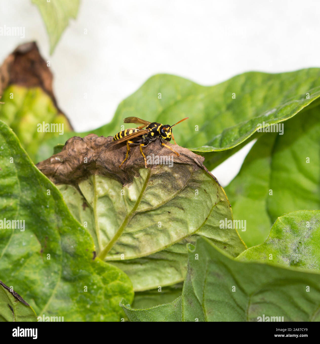 Gelb European Paper Wasp-Klasse: Insecta, Order-Hymenoptera, Family-Vespidae, Gattung - feldwespe, Arten - dominulus Fütterung auf Kap Stachelbeeren. Stockfoto