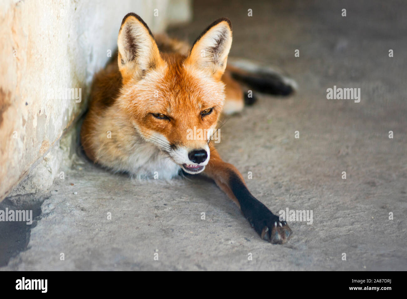 Jungen kleinen Hund Fox schlafen. Close up Portrait von rot orange Predator mit langen Schwanz. Stockfoto