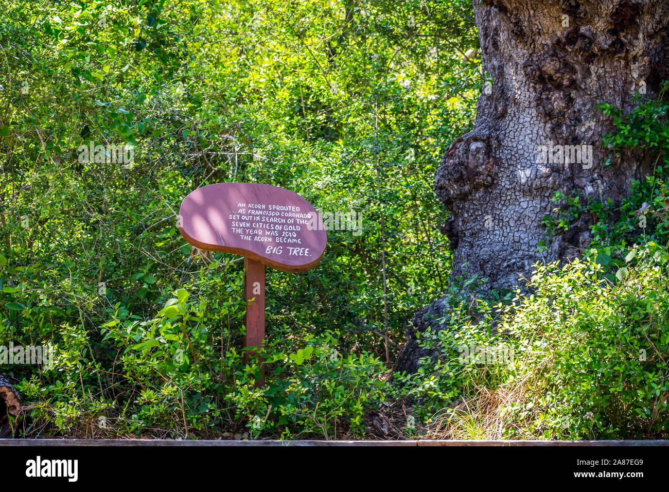 Aransas NWR, TX, USA - 21. April 2019: Die Richtung der große Baum Wanderweg Stockfoto