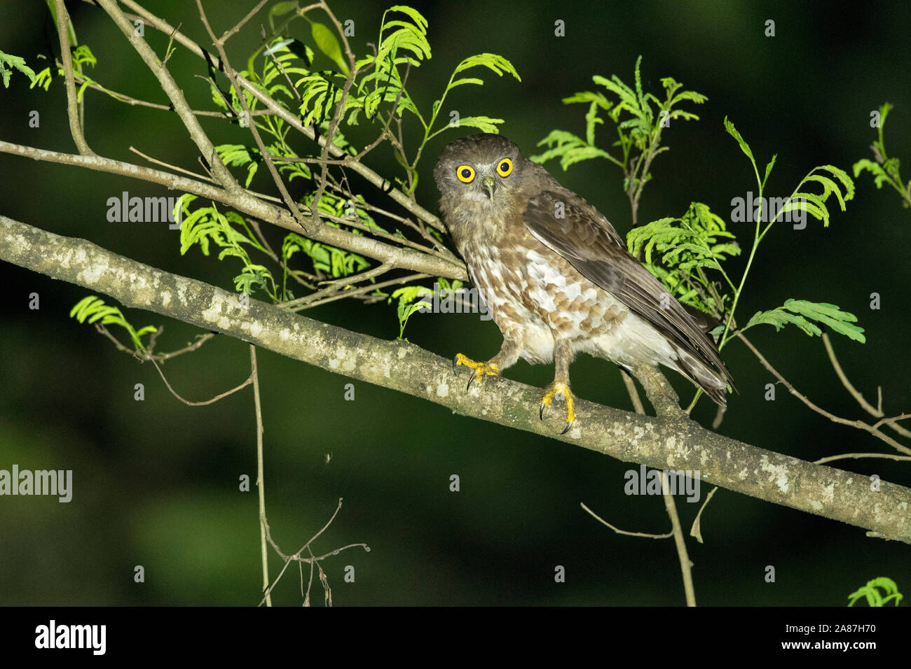 Braun Hawk Owl, Ninox scutulata, Maguri, Beel, Assam, Indien Stockfoto