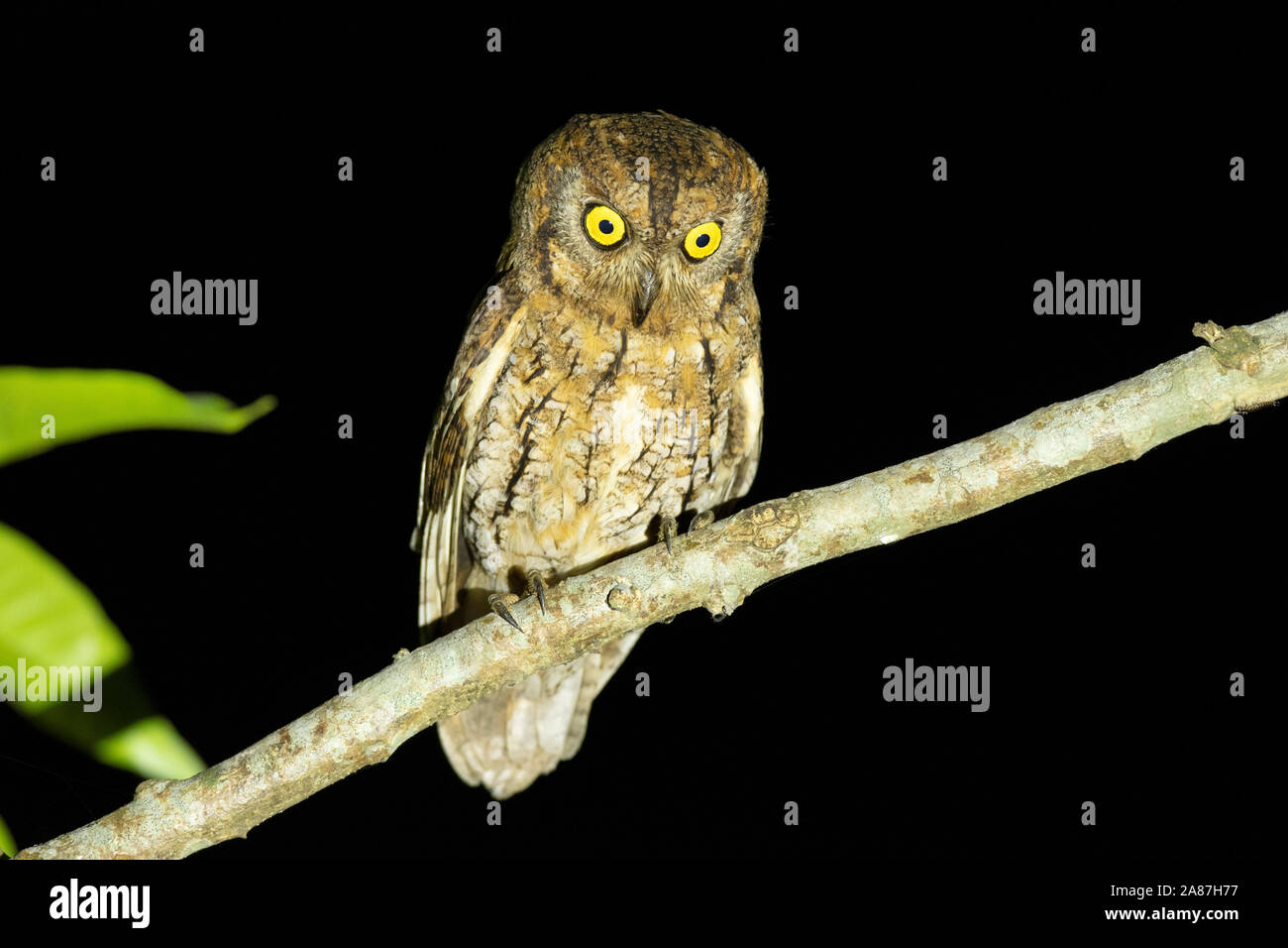Oriental Scops Owl, Otus sunia, Maguri, Beel, Assam, Indien Stockfoto