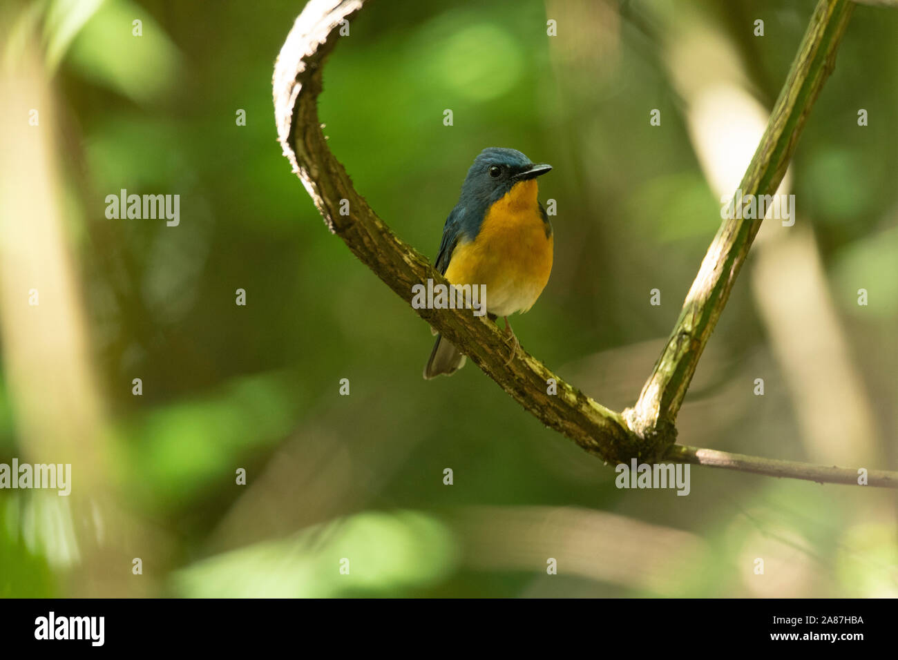 Die großen Blauen, Cyornis magnirostris, Mishmi Hügeln, Arunachal Pradesh, Indien Stockfoto