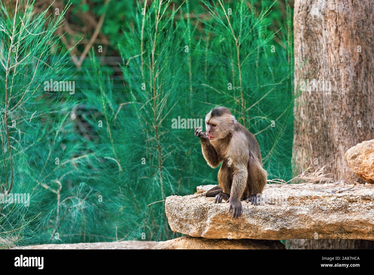 Macaque Affen sitzen in der Nähe von einem Baum Stockfoto