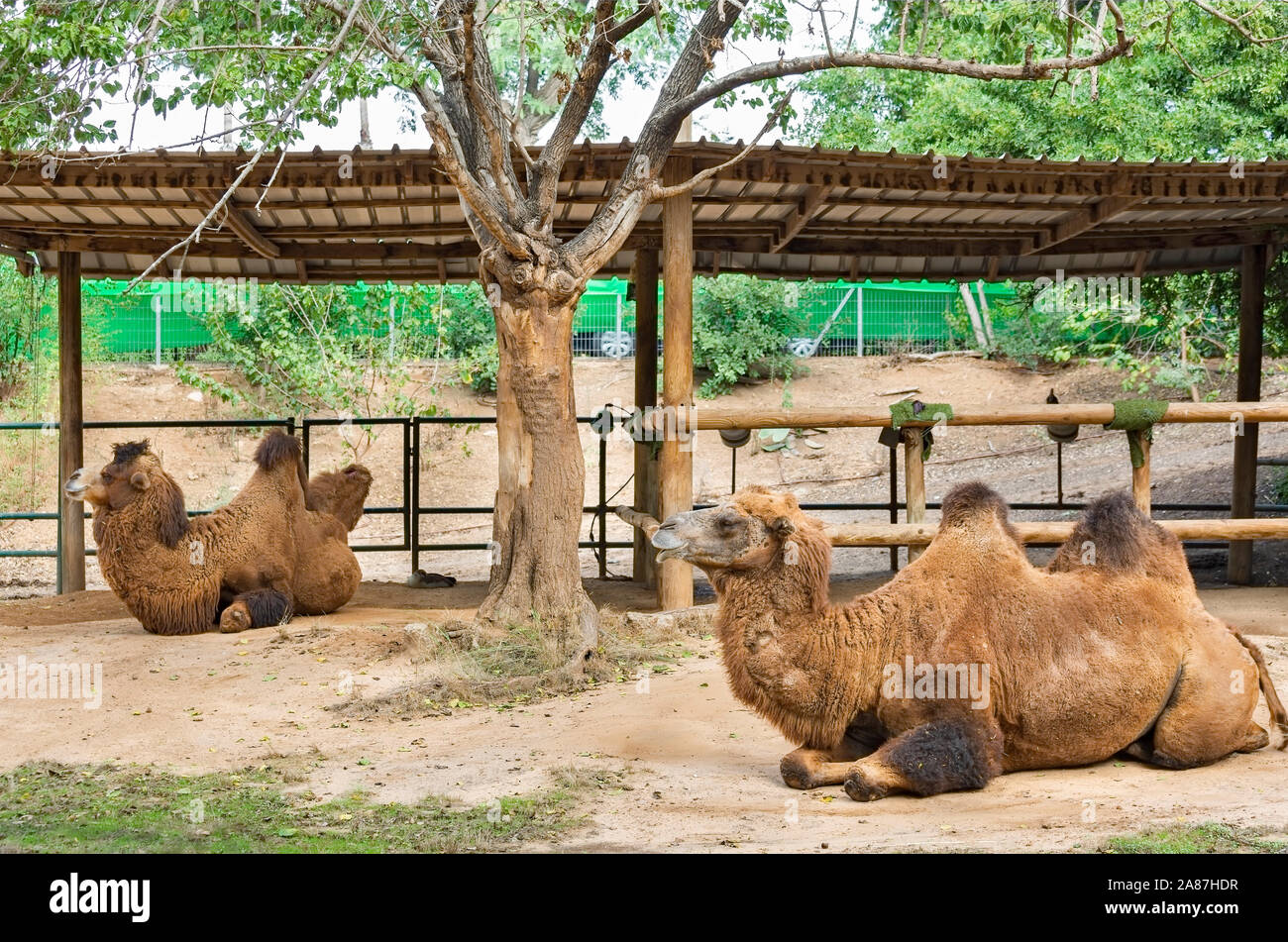 Zwei-Humped camel liegt im Schatten Stockfoto