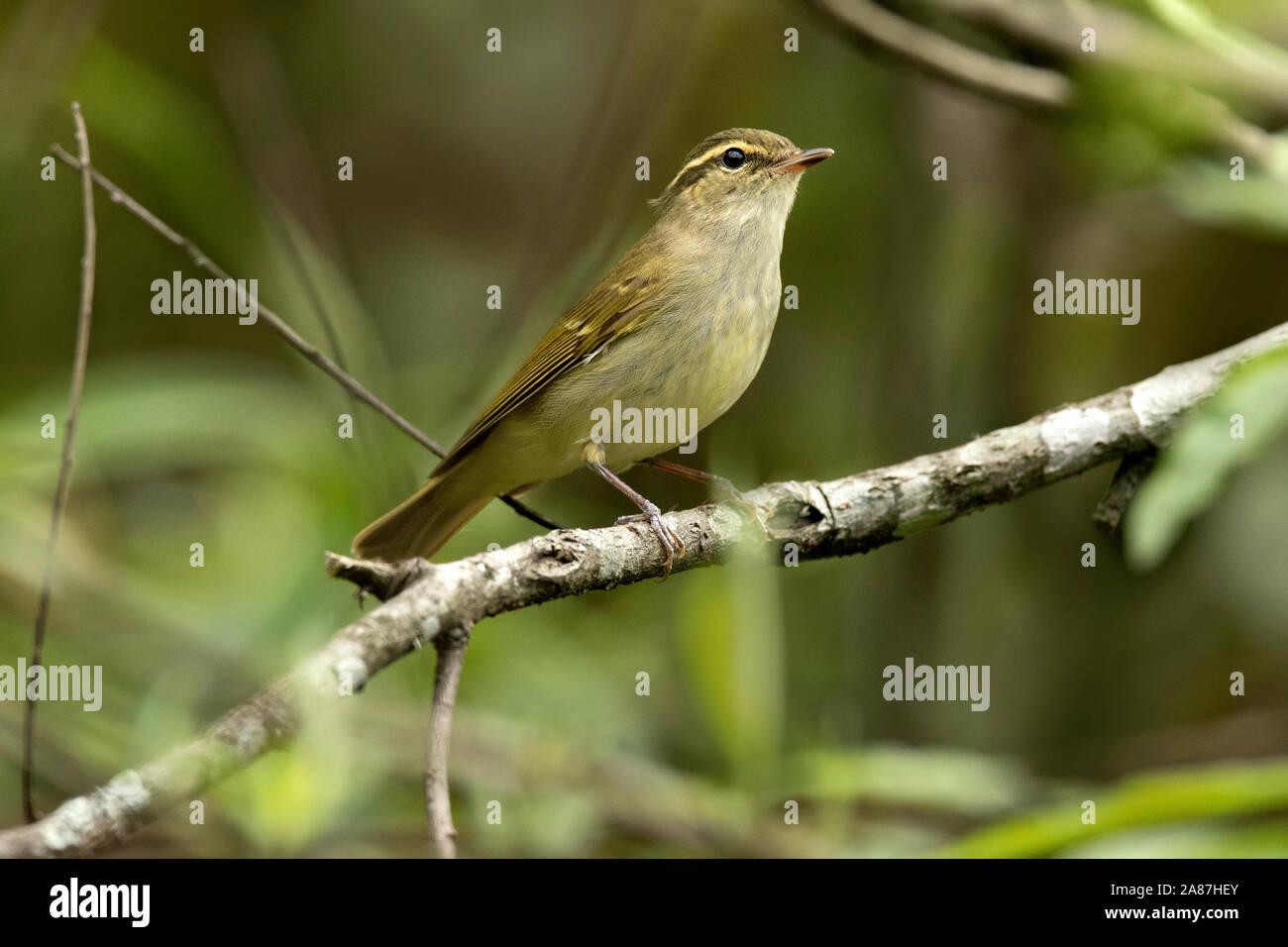 Grünschwanz-Sonnenvogel, Aethopyga nipalensis, Mishmi Hills, Arunachal Pradesh, Indien. Weiblich Stockfoto