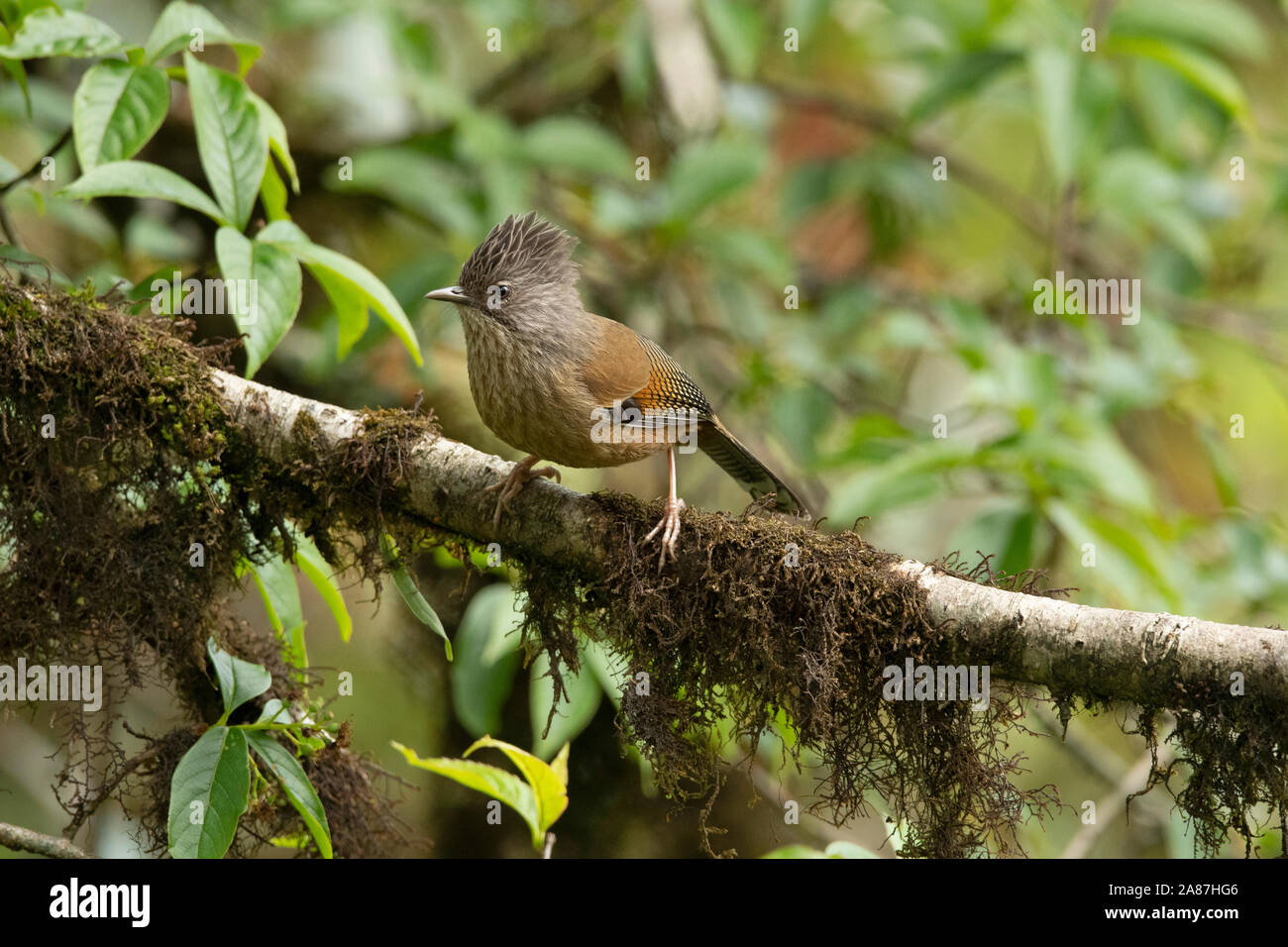 Streifen-throated, barwing Actinodura waldeni, Mishmi Hügeln, Arunachal Pradesh, Indien Stockfoto