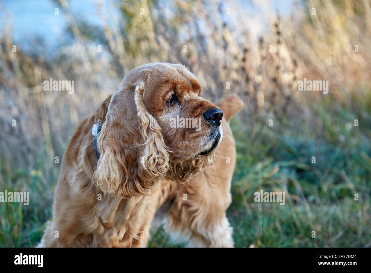 Englishl cocker spaniel auf dem Gras Stockfoto