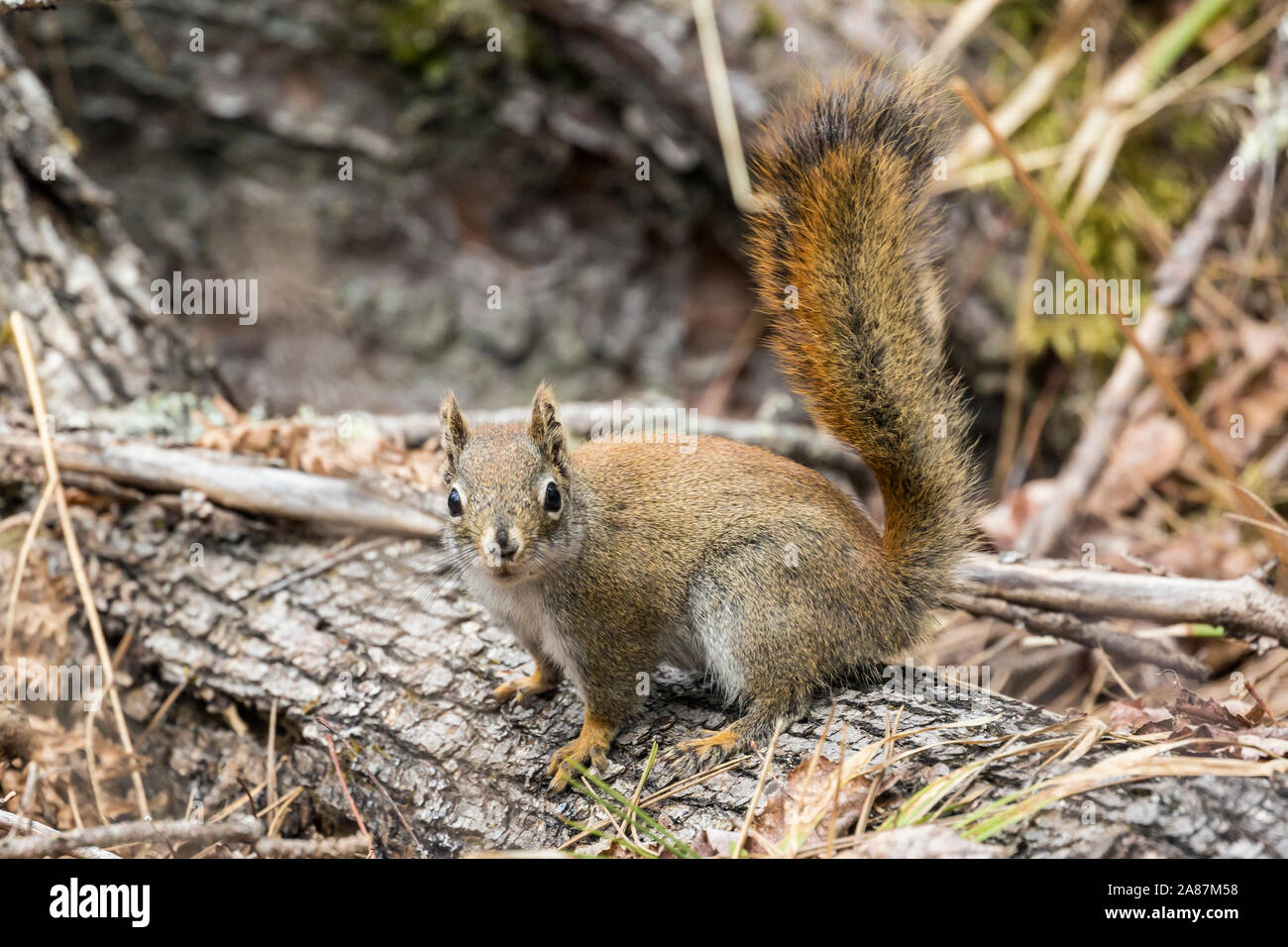 Ein rotes Eichhörnchen im Voyageurs National Park (Minnesota). Stockfoto