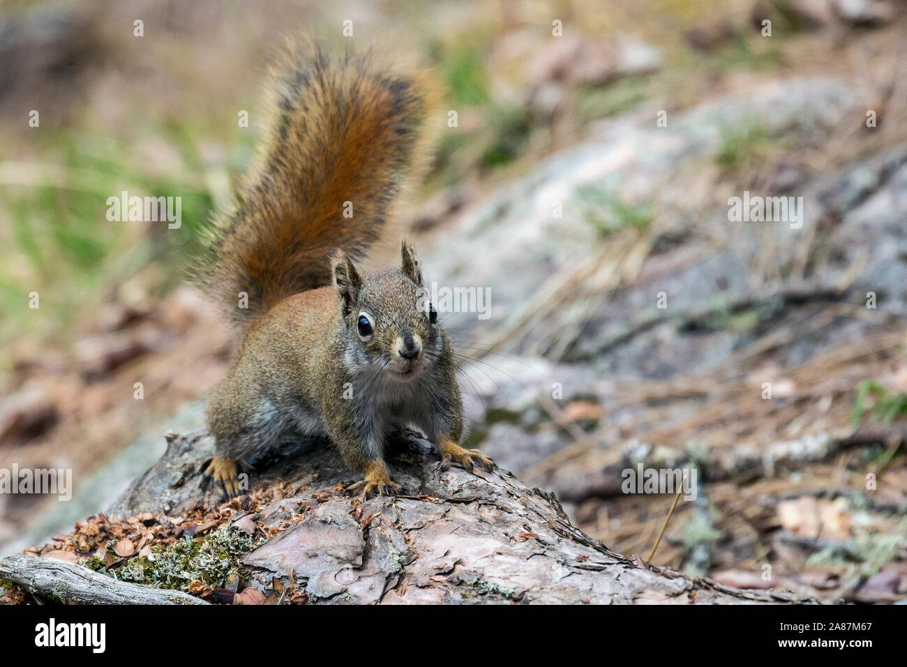 Ein rotes Eichhörnchen im Voyageurs National Park (Minnesota). Stockfoto