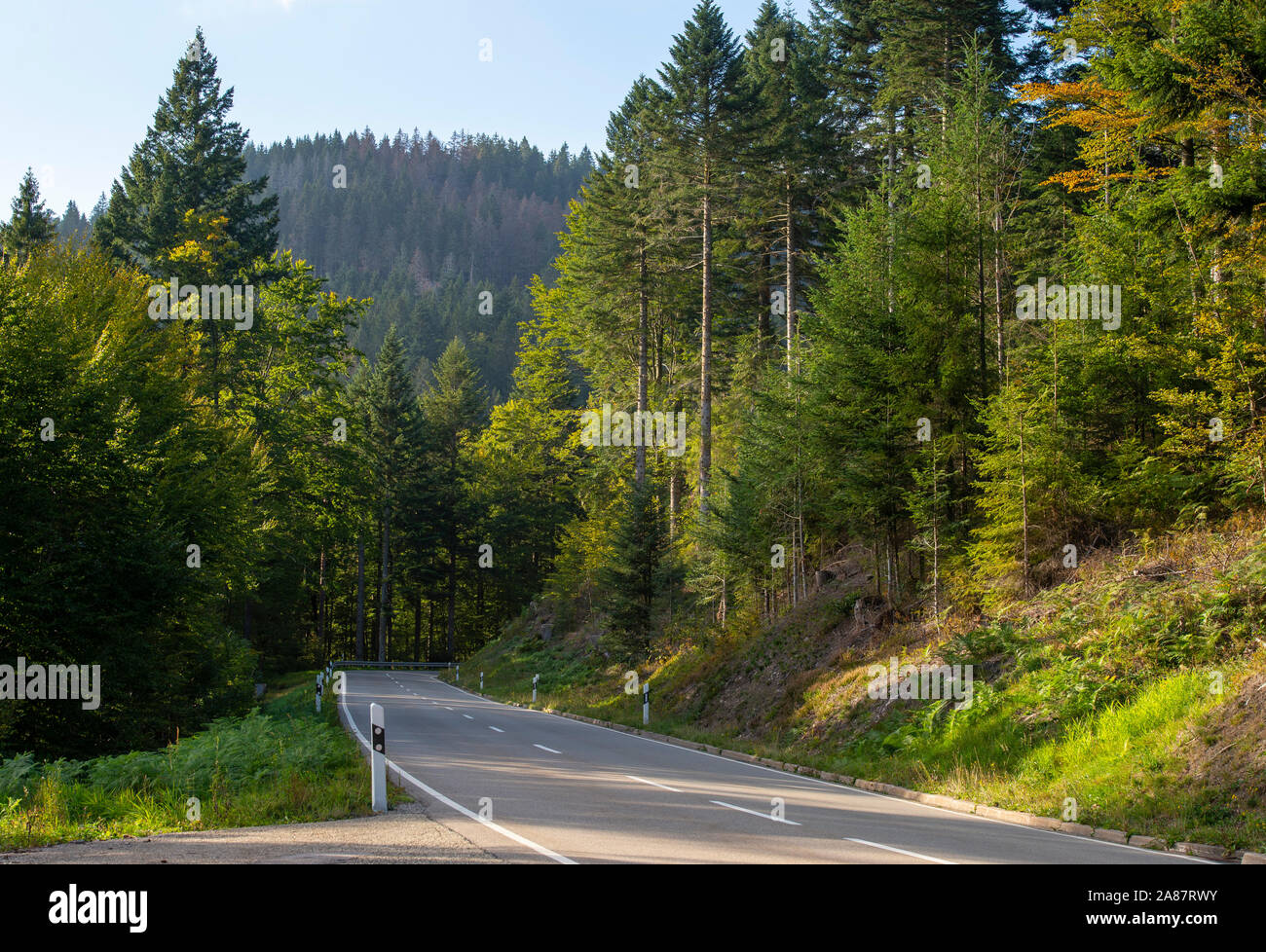 Straße durch die Wälder im Schwarzwald, Deutschland Europa EU Stockfoto