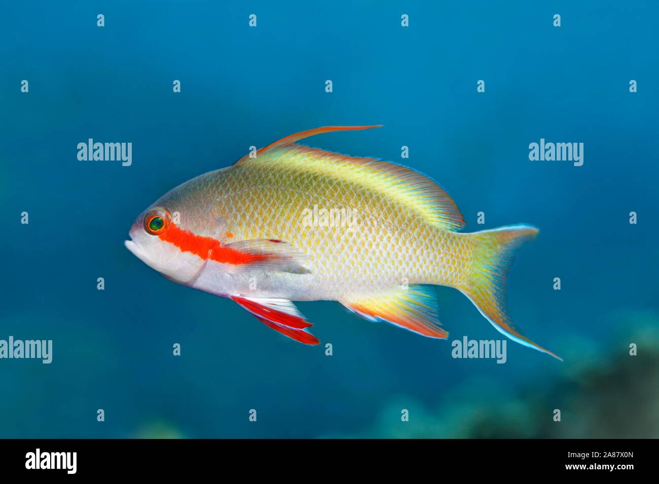 (Threadfin anthias Pseudanthias huchtii) Great Barrier Reef, UNESCO-Weltkulturerbe, Pazifik, Australien Stockfoto