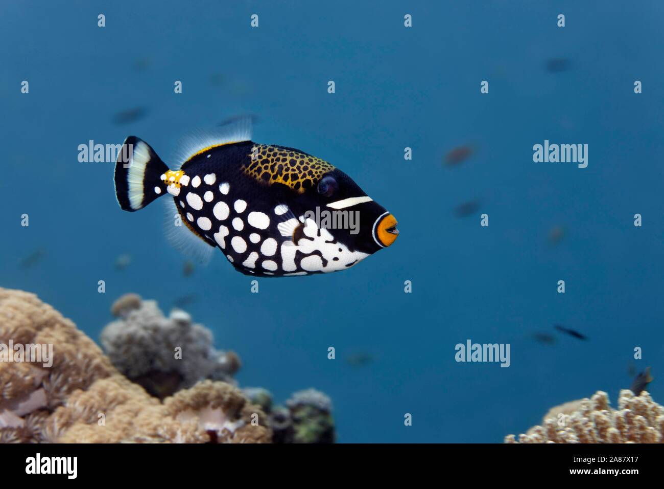 Clown Drückerfisch (Balistoides conspicillum), Great Barrier Reef, UNESCO-Weltkulturerbe, Pazifik, Australien Stockfoto