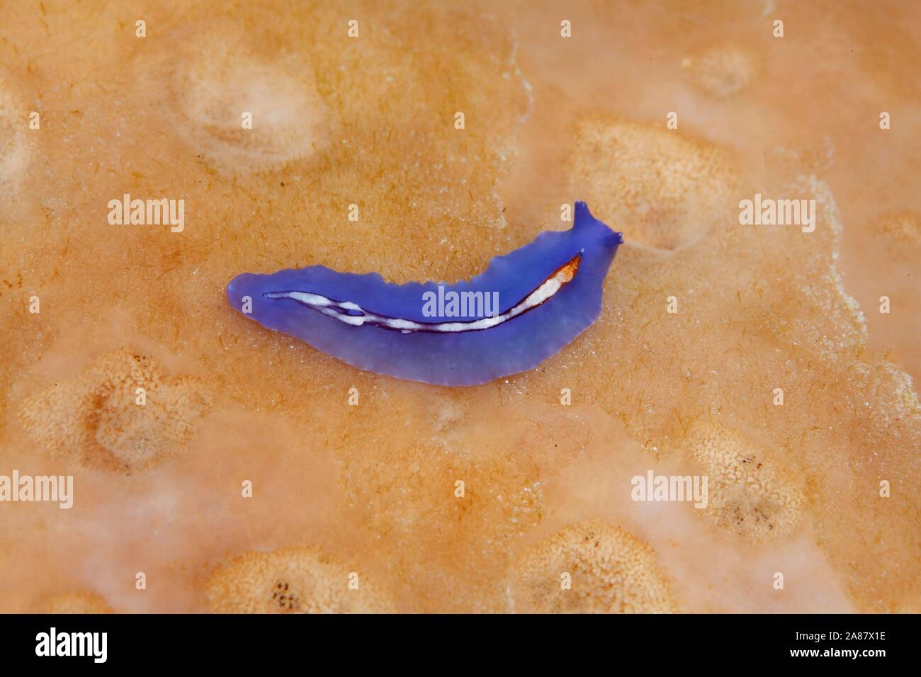 Racing-Stripes - plattwurm (Pseudoceros Bifurcus), Blau, Great Barrier Reef, UNESCO-Weltkulturerbe, Pazifik, Australien Stockfoto